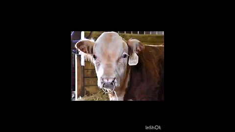 Goku sperging out vc leak