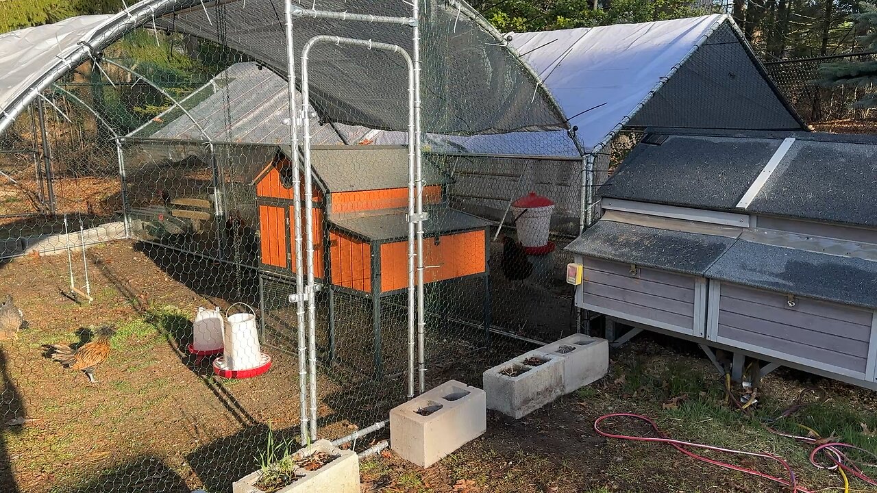 Chicken coop and run setup
