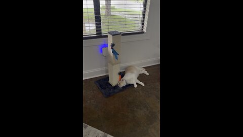 Silly Jerry 🐈😻