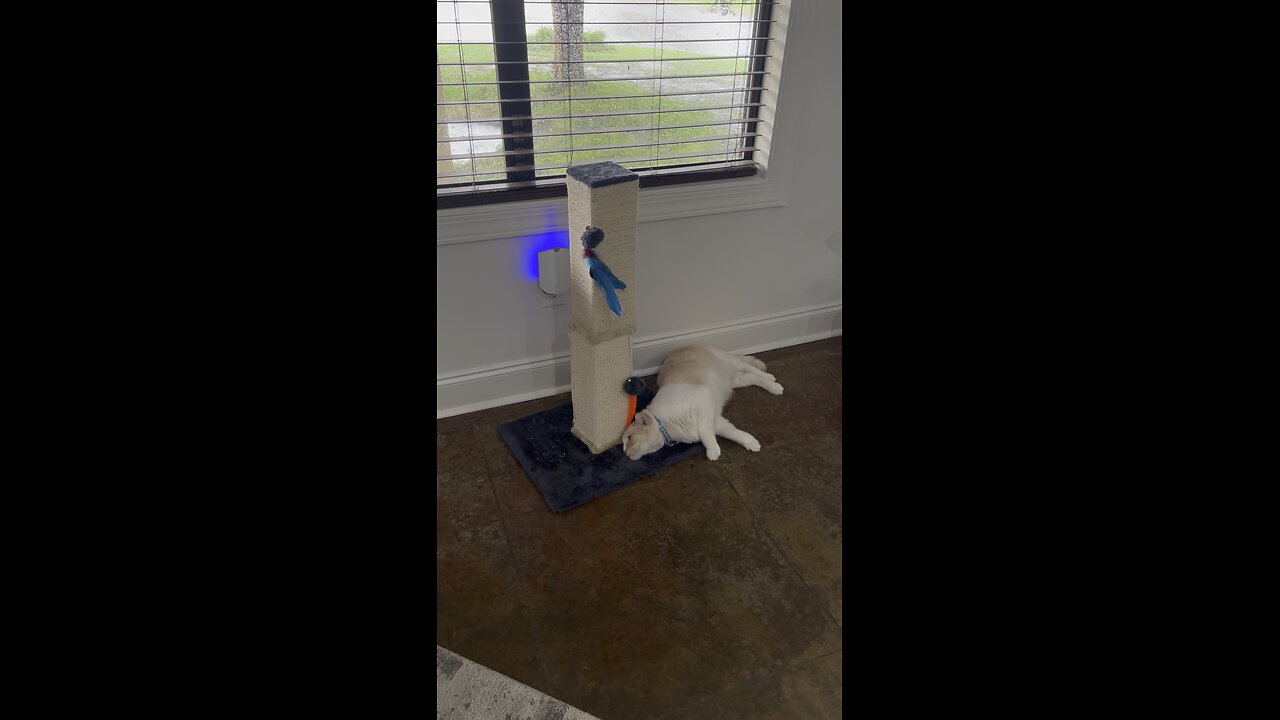 Silly Jerry 🐈😻