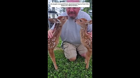 A couple rescued three abandoned fawns from the back of a hill and then...