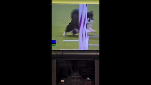My Dog Took the Remote 😂 | Funny Pet Moment