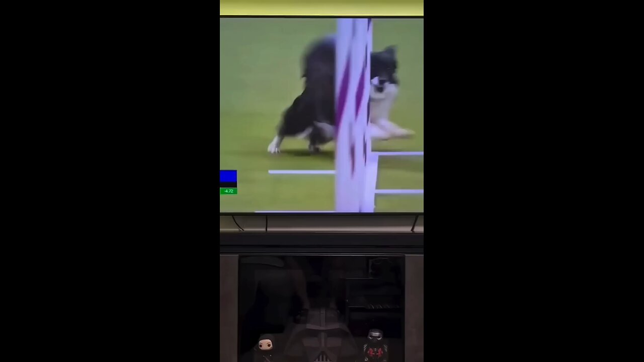 My Dog Took the Remote 😂 | Funny Pet Moment