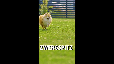 🐾😍 Der Zwergspitz erobert dein Herz!