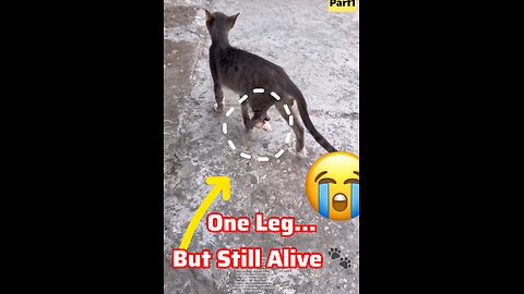 One Leg… But Still Alive 🐾