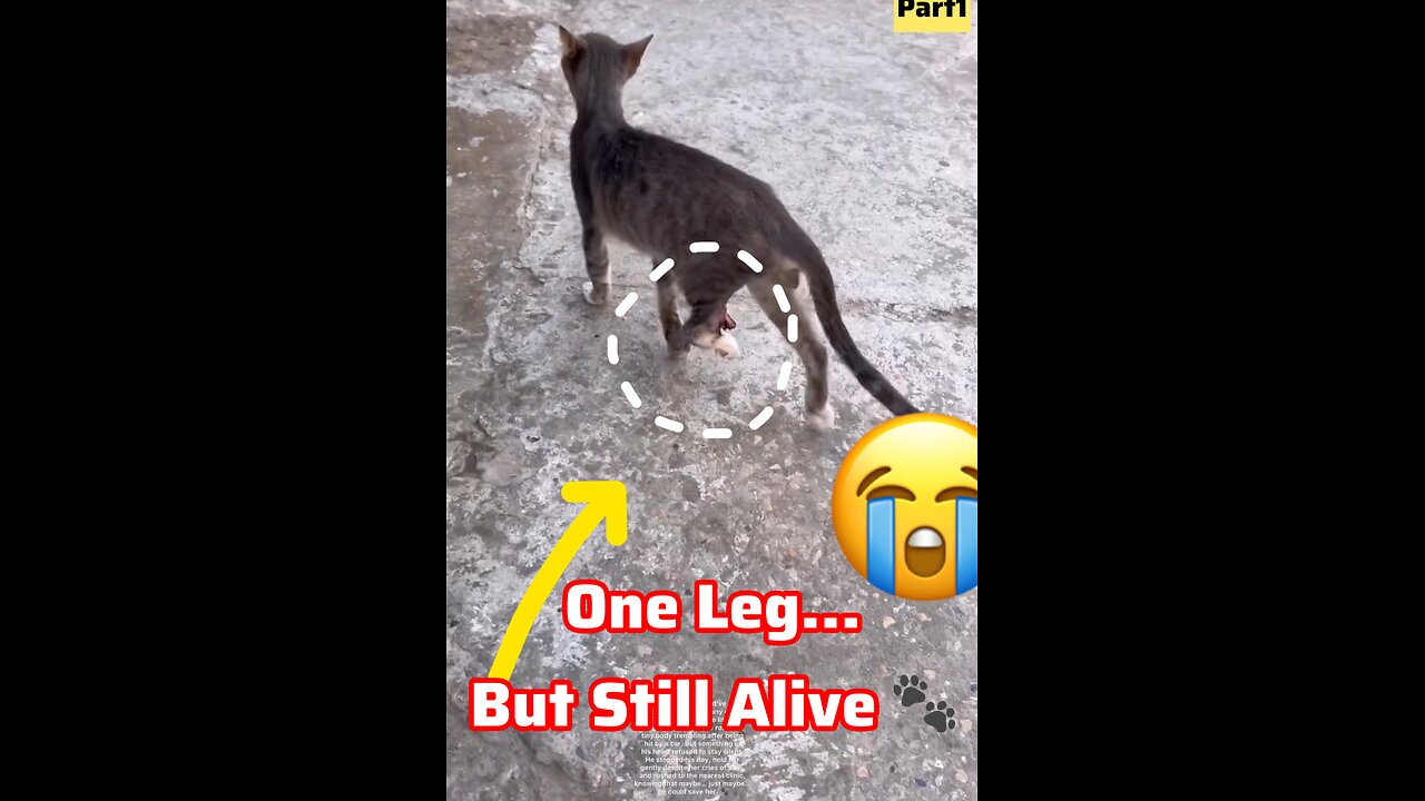 One Leg… But Still Alive 🐾