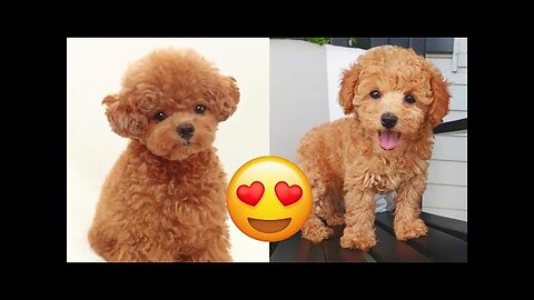 Toy Poodle — Cute And Funny Videos And Tik Toks Compilation | Teacup Poodle