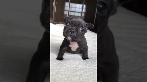 baby husky howling cute