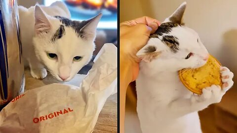 Your Daily Dose of Pets / Getting Caught Didn't Stop Him