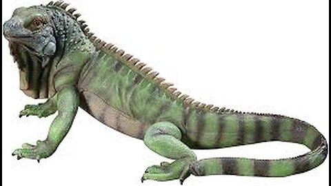 Urban Water Iguana