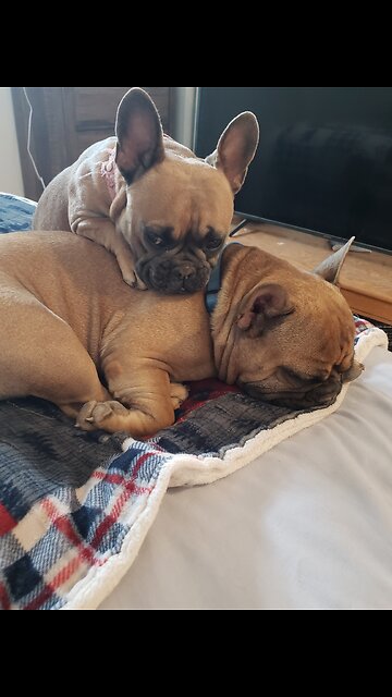 Frenchies in the Mojave Desert