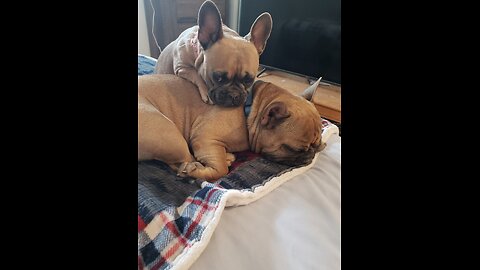 Frenchies in the Mojave Desert
