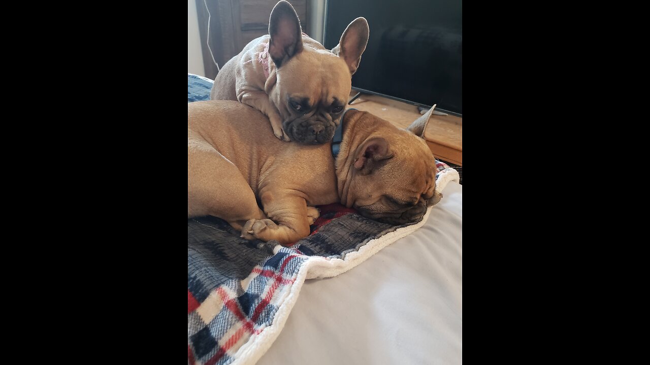 Frenchies in the Mojave Desert