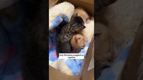 Two kittens wandered in the rain looking for a house and the guy gave it to me