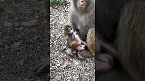 Funny monkey