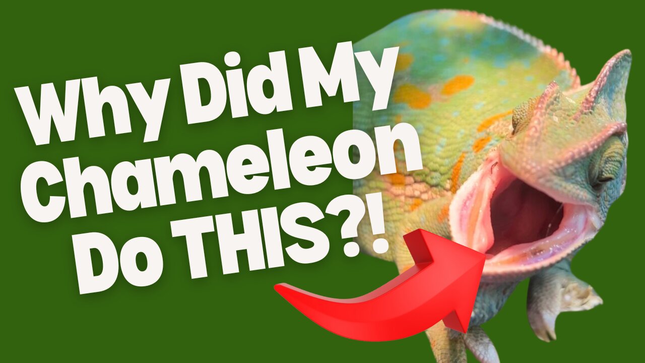 🦎😱 Chameleon Opened Its Mouth at You? Here’s the Hidden Message You’re Missing!