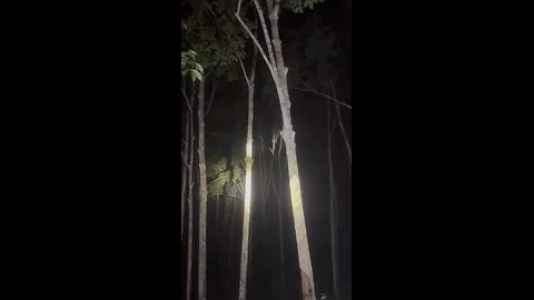 bagaimana bisa ular naik ke atas pohon
