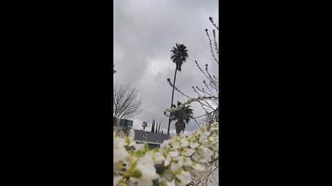 Backyard Japanese Plum Fruit Tree In Full Bloom