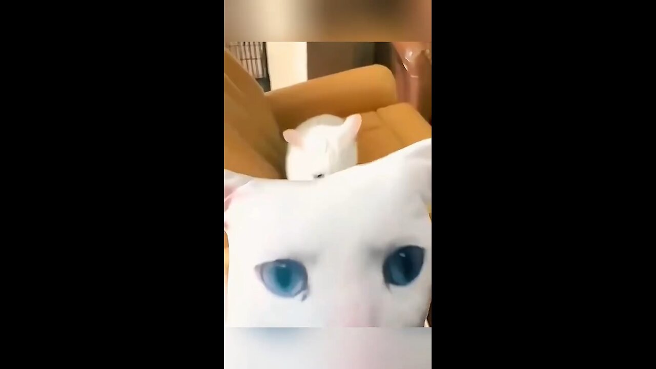 Taco Cat