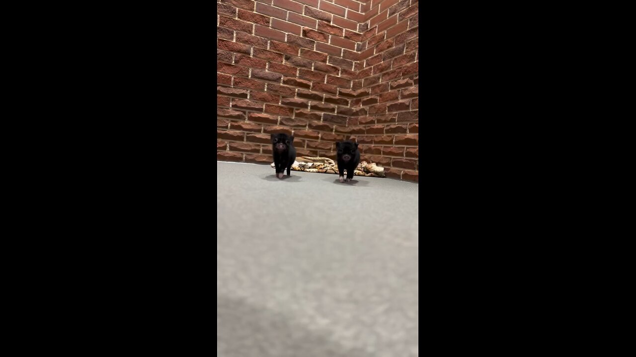 The Beauty Of The Piglets
