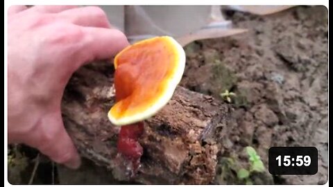 Unlocking The Secrets of The World's Greatest Mushroom (Reishi aka Ganoderma lucidum)