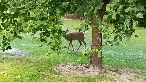 FL buck in July 2025