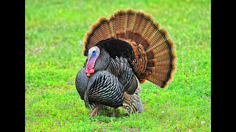 The Pagan Chronicles: Thankskilling Edition