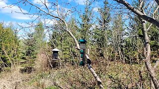 🔴 Live Bird Feeder - Bird Watching and Squirrels | Countryside Backyard