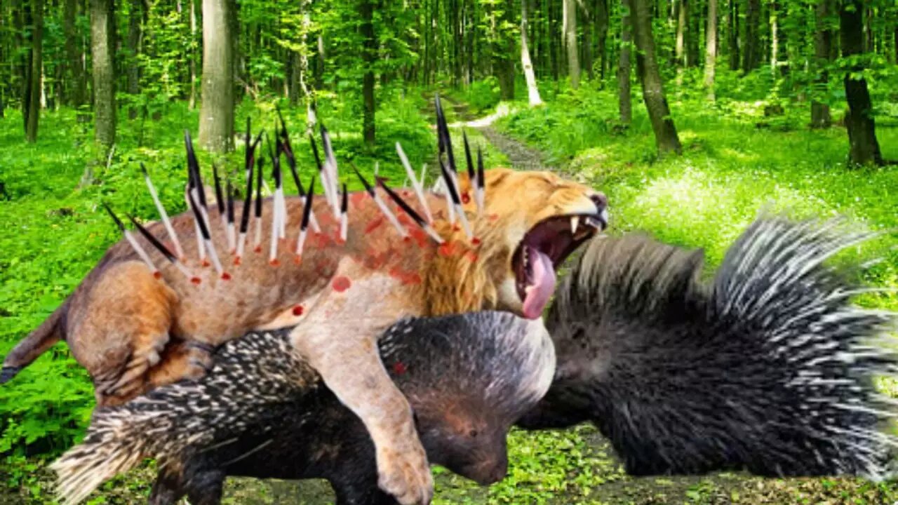 The End For The Overbearing! Arrogant Lion Was Mercilessly Tortured By Hundreds Of Porcupine Spikes