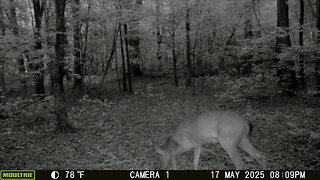 Trailcam