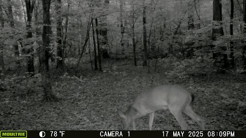 Trailcam
