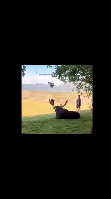 Fukin Idiots all Think Its a Petting Zoo or Something (How to get killed)