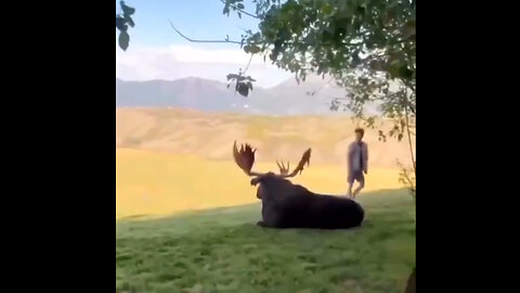 Fukin Idiots all Think Its a Petting Zoo or Something (How to get killed)