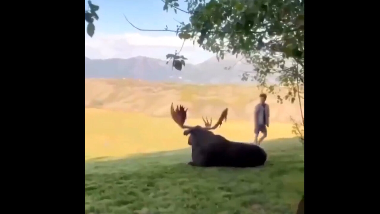 Fukin Idiots all Think Its a Petting Zoo or Something (How to get killed)