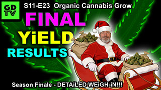 S11-E23 – Cannabis Harvest Yield - We break down the quality of the buds. C'MON!!!!!
