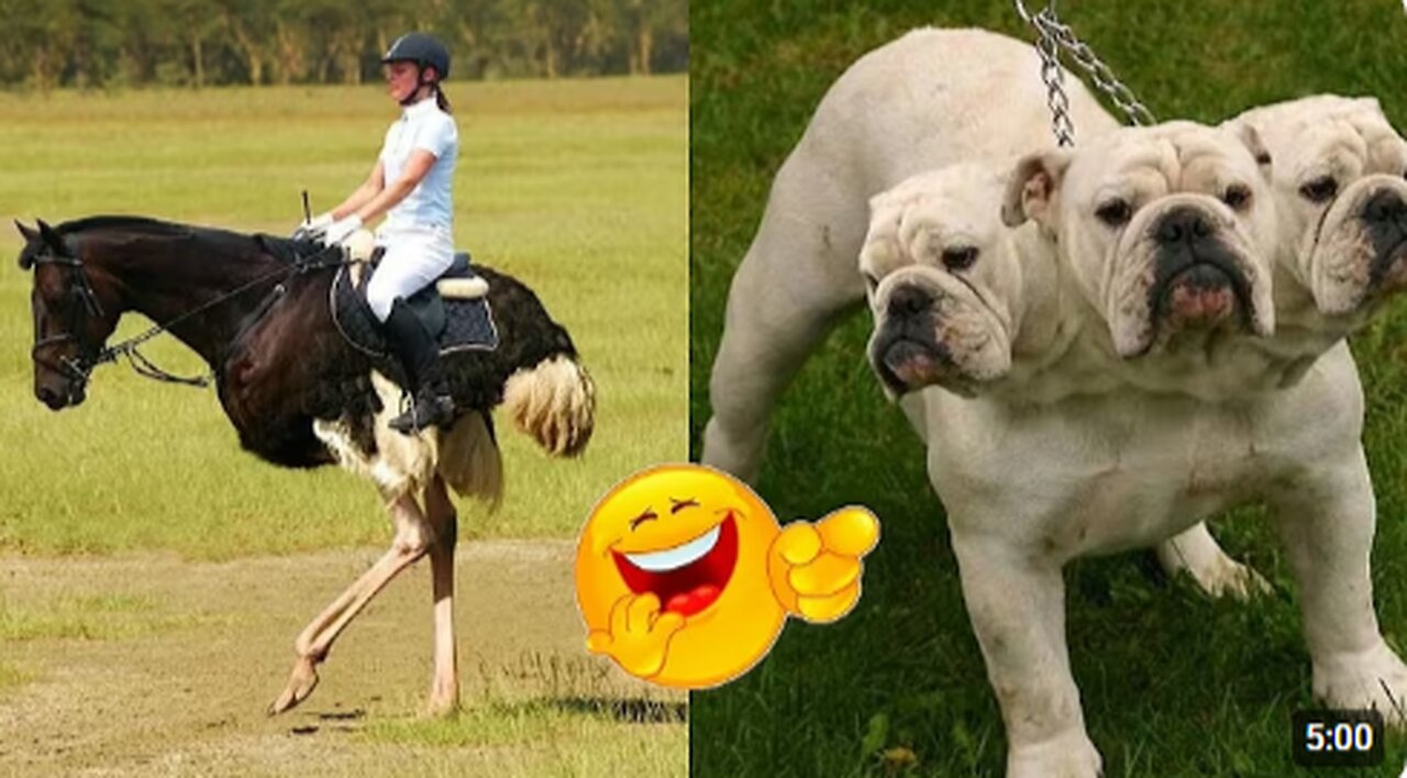 Best Funny Animal Videos Of The Year | Cutest Funny Animals Video