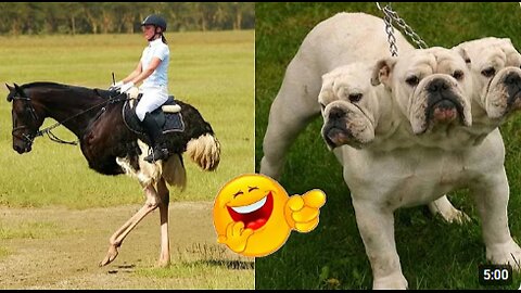 Best Funny Animal Videos Of The Year | Cutest Funny Animals Video