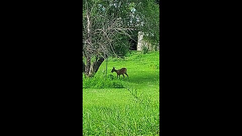 deer 3of5