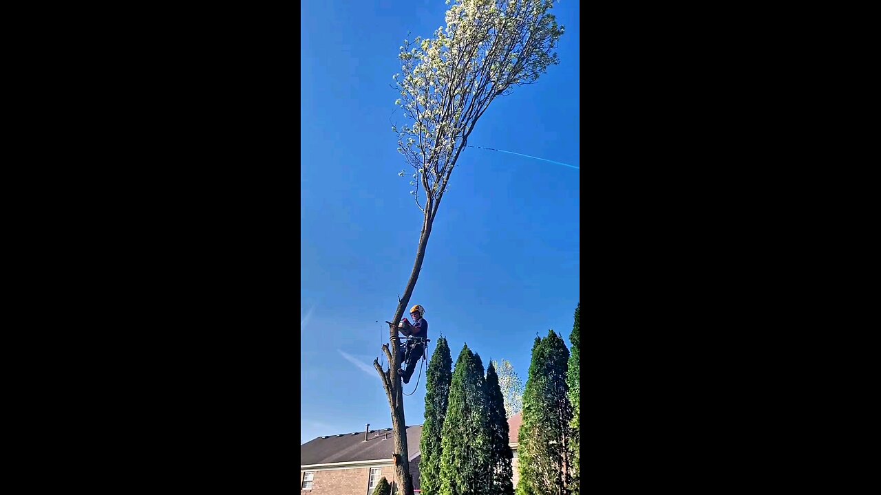 pear top drop