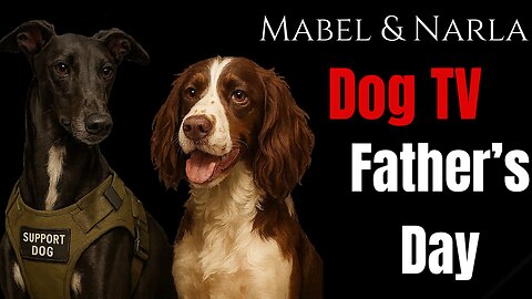 Dog TV: Mabel & Narla | Father’s Day | Greyhound & Springer Spaniel Playing | TV For Lonely Dogs