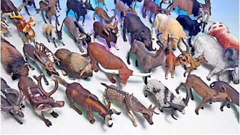 100 Deers, Buffalo, Reindeer, Bison, Bull, Sheep, Gazelle, Moose, Jacob Sheep, Brahman Bull, Caribou