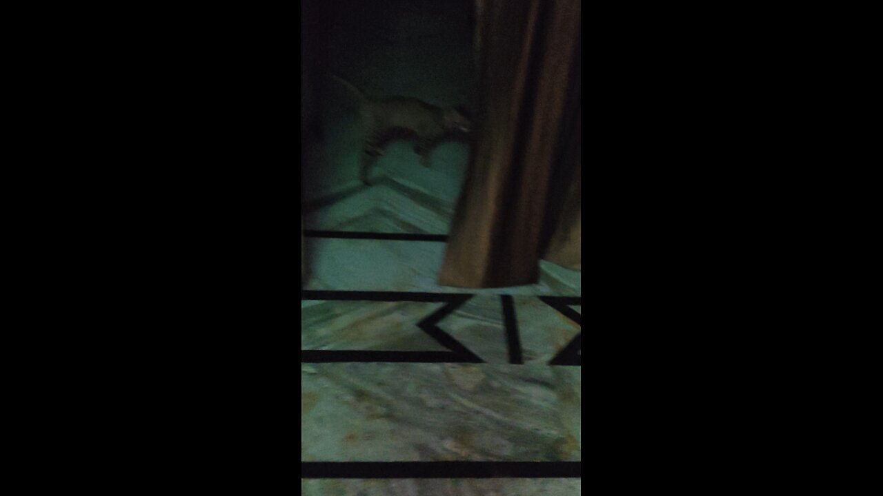 my cat starving for feed