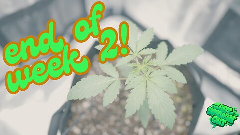 Cannabis Grow Journal - Week 2!