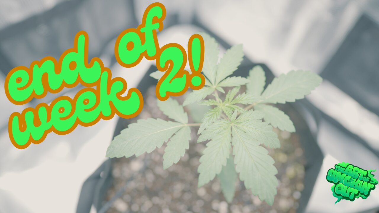 Cannabis Grow Journal - Week 2!