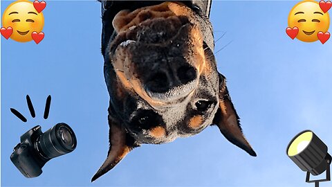 Getting My Doberman To Pose Proves Difficult