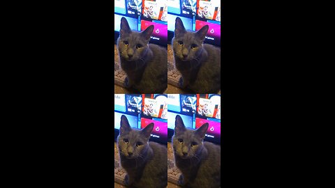 Star wars filter on cat