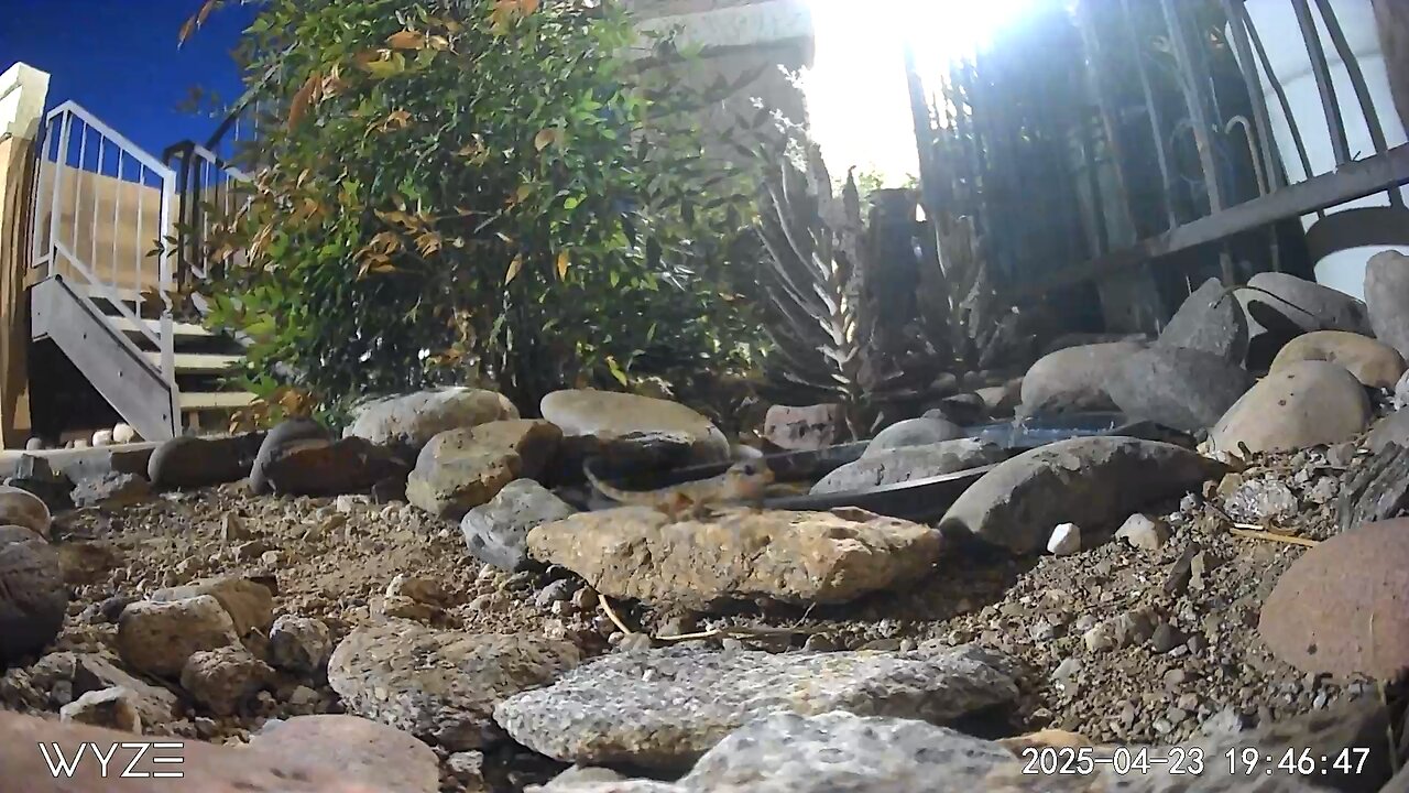 Gecko licking chops