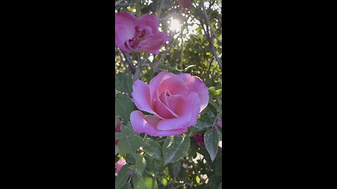 Rose & sun