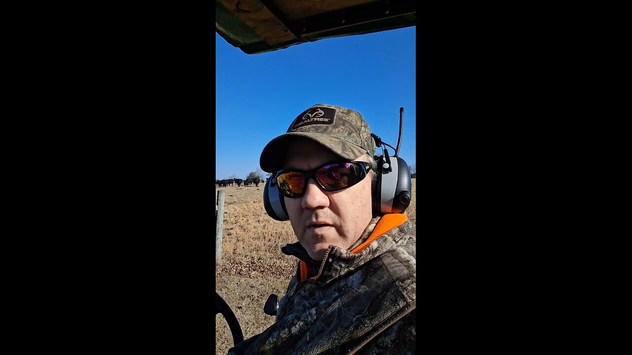 Feeding the cows some hay