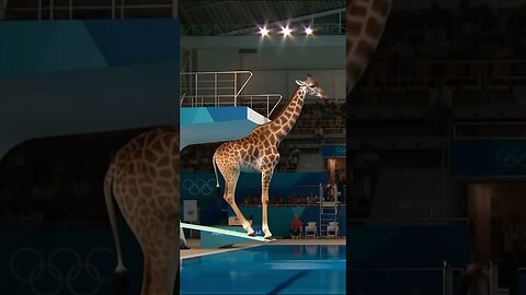 Which Animal Wins the Gold Medal? | Animal Olympics